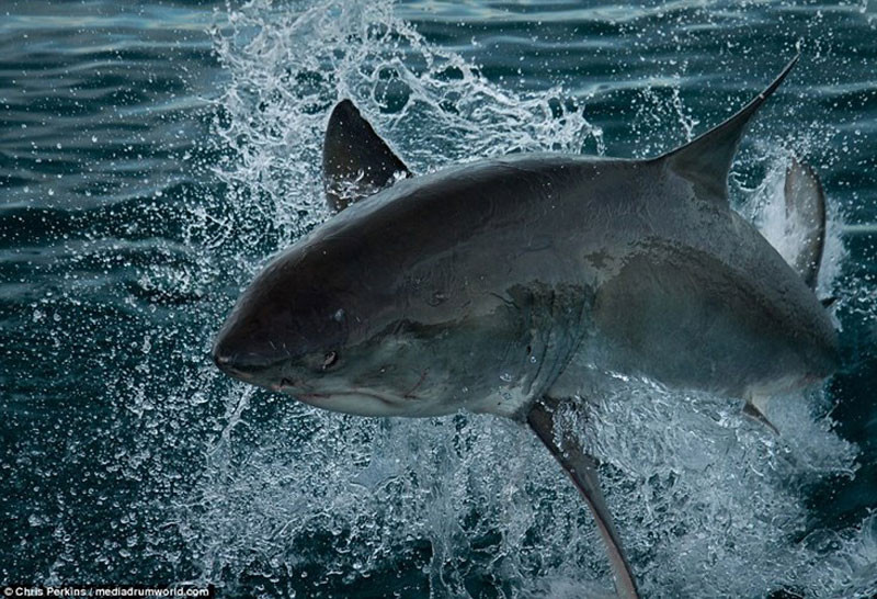 Cá mập trắng lớn có tên khoa học là Carcharodon carcharias, còn được gọi là mũi kim trắng, cái chết trắng. Chúng thường sinh sống ở miền duyên hải trên khắp các đại dương.