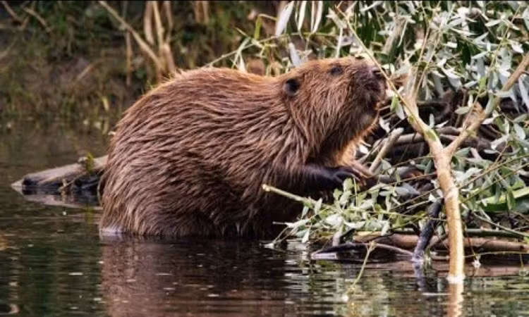 Hải ly được một số người nuôi như vật cưng, nhưng điều này khiến chúng bị xáo trộn môi trường sống tự nhiên và trở nên hung hăng. Chúng có thể gây tổn thương cho con người khi chúng bị bệnh dại.