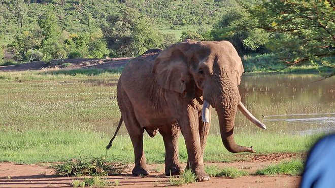 Voi đực Mavuso là một trong 6 con voi đực được các nhà khoa học đưa từ Vườn quốc gia Kruger tới núi Pilanesberg để phát triển số lượng cho loài voi ở nơi này. Qua thời kỳ hoàng kim, Mavuso trở thành đối tượng tấn công cho những con voi đực trẻ khác, nhằm chiếm lĩnh quyền được duy trì nòi giống.