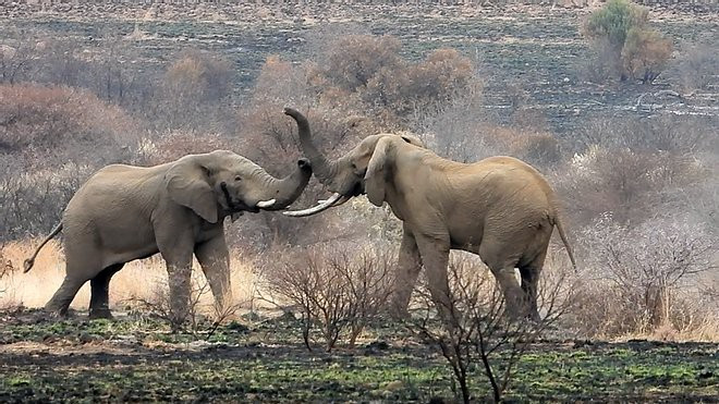 Một con voi đực trẻ và khỏe lao vào voi gìa Mavuso, tưởng chừng đây là cuộc chiến không cân sức.