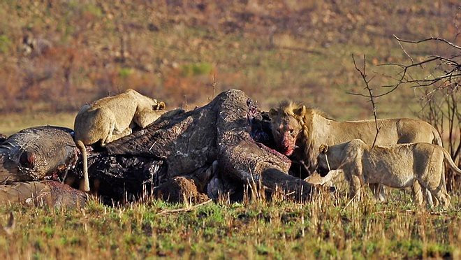 Đáng sợ hơn, chẳng lâu sau khi cuộc chiến kết thúc, xác voi trở thành bữa ăn thịnh soạn cho đàn sư tử gần đó.