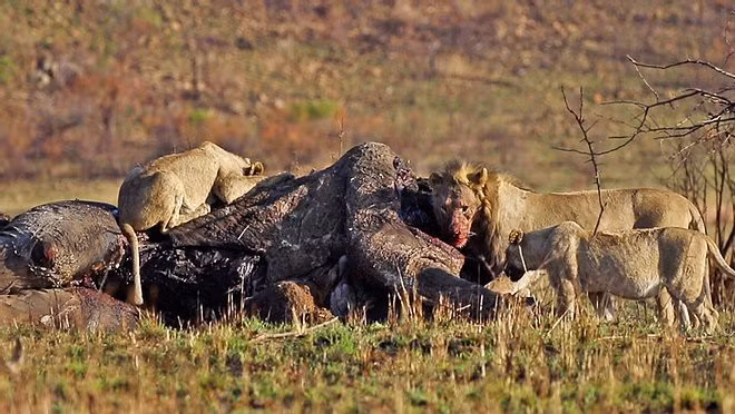 Đáng sợ hơn, chẳng lâu sau khi cuộc chiến kết thúc, xác voi trở thành bữa ăn thịnh soạn cho đàn sư tử gần đó.