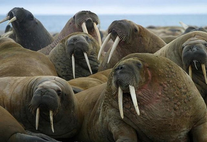 Một trong những sinh vật trên mặt đất có kích thước khủng nhất hành tinh là hải tượng phương Bắc, hay còn gọi là Móoc. Con đực trưởng thành có thể nặng hơn 5.000 kg và chúng dễ dàng nhận biết bởi sở hữu hai chiếc ngà đặc trưng siêu to khổng lồ.