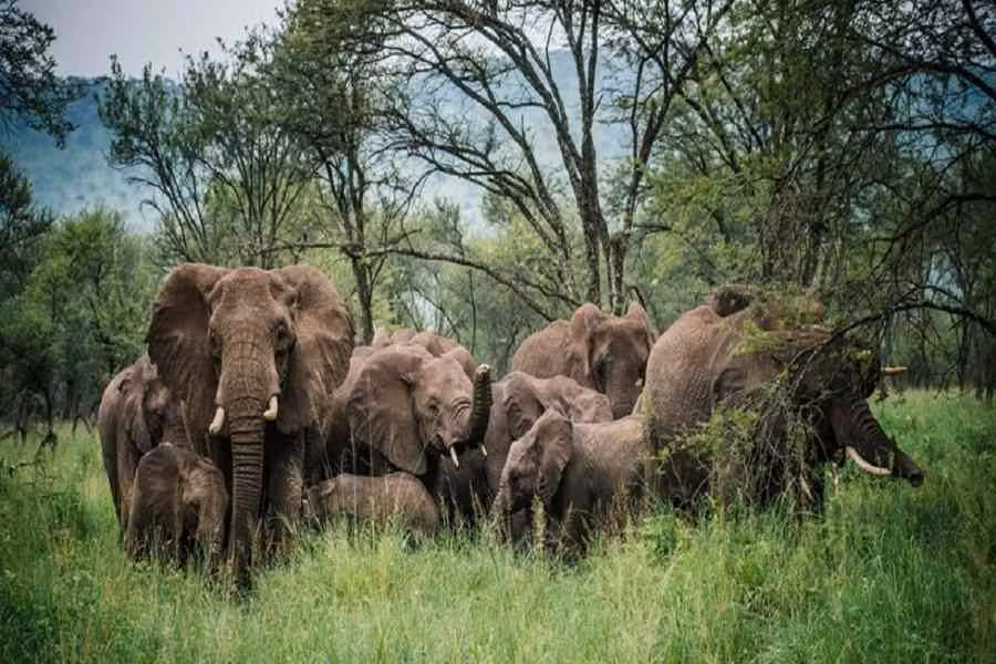 Số lượng voi rừng châu Phi giảm 65% từ năm 2002 tới năm 2014. Ước chừng rằng loài voi này có thể tuyệt chủng trong vòng mười năm tới.