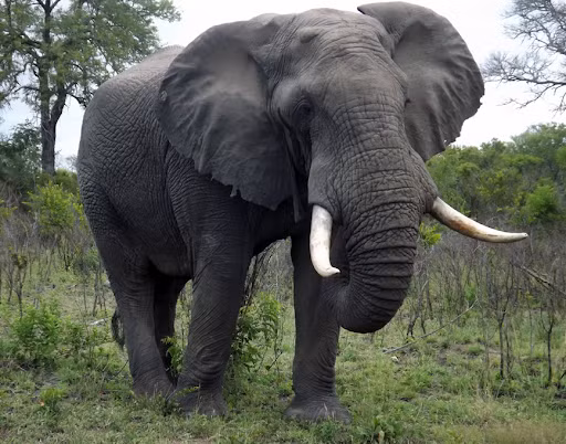 Với tầm vóc khổng lồ, voi đồng cỏ châu Phi dường như không có đối thủ, kể cả những mãnh thú săn mồi, tuy nhiên voi rừng cũng có thể bị đàn sư tử giết chết nếu đi lạc vào lãnh địa của sư tử.