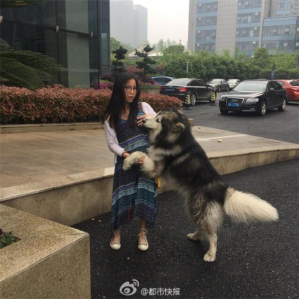 Bị chú chó đáng yêu sàm sỡ, cô gái tỏ ra hoang mang.