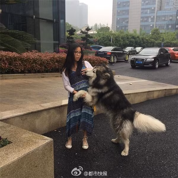 Bị chú chó đáng yêu sàm sỡ, cô gái tỏ ra hoang mang.