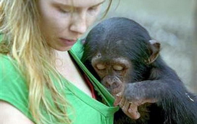 Những chú khỉ tò mò luôn là khởi nguồn của những sự phiền phức. Khoảnh khắc ngộ nghĩnh khi động vật sàm sỡ con người được nhiếp ảnh gia Cyril Ruoso "chộp" được tại Pandrillus Drill Sanctuary, Nigeria.