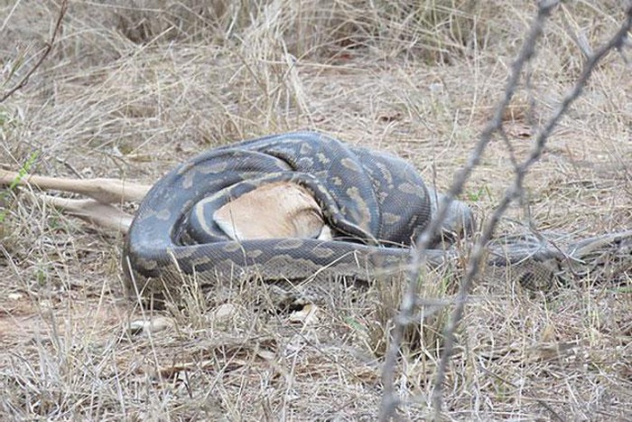 Trong lúc đang đưa du khách đi tham quan, hướng dẫn viên du lịch Jason Joubert đã chứng kiến màn săn linh dương Impala của một con trăn đá châu Phi khủng.