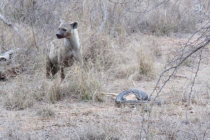 Điều bất ngờ hơn cả là khoảnh khắc ngay sau đó. Khi chưa được thưởng thức bữa tiệc, con linh dương trong miệng trăn đã rơi vào tầm ngắm của một con linh cẩu đi ngang qua đó.
