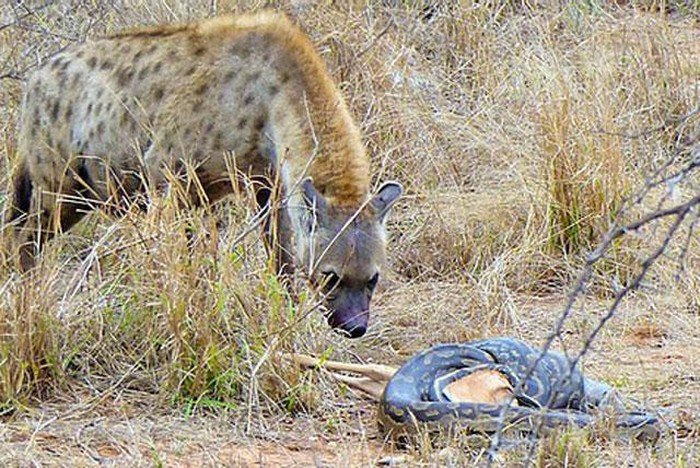Thế nhưng, khi cơn đói thôi thúc, nó tiến tới gần hơn với ý định ''bắt nạt'' trăn để cướp mồi đã quá rõ ràng.