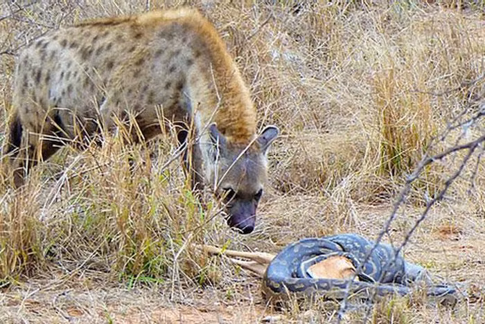 Thế nhưng, khi cơn đói thôi thúc, nó tiến tới gần hơn với ý định ''bắt nạt'' trăn để cướp mồi đã quá rõ ràng.