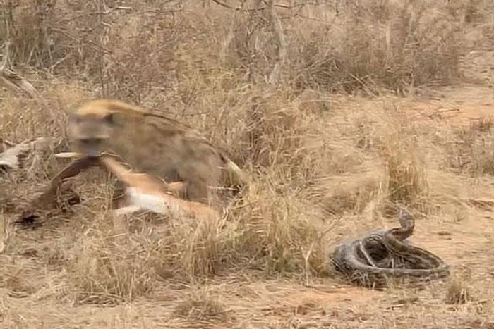 Tận dụng tài chạy nhanh, ngay sau đó linh cẩu lôi con linh dương ra xa để thưởng thức. Lúc này trăn đá châu Phi cố gắng rướn người để giữ lại con mồi nhưng không kịp.
