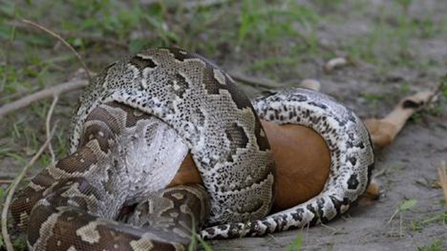 Tuy nhiên nói về độ liều lĩnh và nhanh nhẹn, trăn đá vẫn thua xa kẻ láu cá linh cẩu.