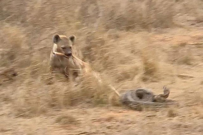 Linh cẩu láu cá giật con mồi từ trăn đá trong khi con trăn vẫn ngơ ngác chưa hiểu chuyện gì xảy ra.