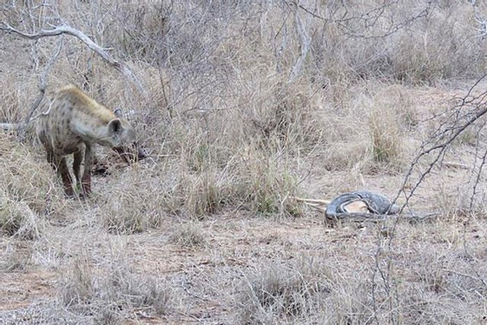 Ban đầu, linh cẩu tỏ ra khá e dè khi phải đối mặt với trăn ''khủng''. Nó đứng từ xa nhìn ngắm một lúc, tính kế cướp mồi của trăn.