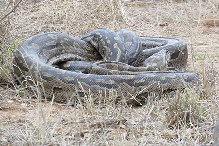 Trăn đá là một trong những loài trăn khủng nhất châu Phi, cũng được mệnh danh là sát thủ săn mồi trên đồng cỏ khiến nhiều sinh vật khiếp sợ. Thế nhưng cũng có những tình huống, trăn đá chịu khuất phục trước loài khác, thậm chí chỉ biết giương mắt nhìn chúng cướp mồi mà không thể làm gì.