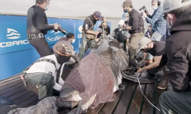 Cá mập trắng lớn, còn được biết đến với các tên gọi khác như mũi kim trắng, cái chết trắng, là loài cá mập lớn thuộc bộ Cá nhám thu được tìm thấy ở miền duyên hải trên khắp các đại dương.