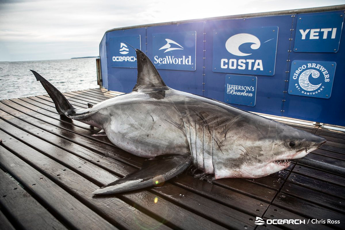 Vào tháng 10/2019, OCEARCH đã bắt và gắn chip cho một con cá mập đực ngoài khơi Lunenburg, Nova Scotia, mà họ đặt tên là Ironbound.