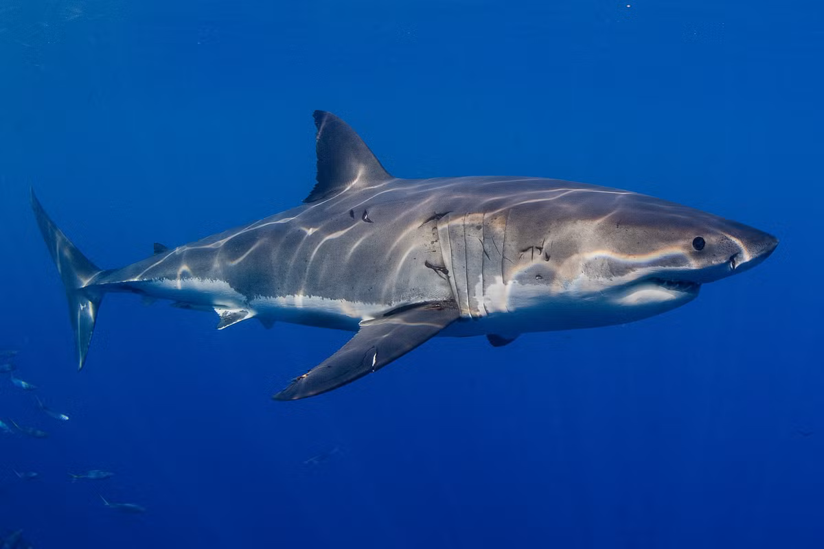 Cá mập trắng có thể dài tới 6,4 m (mặc dù có những báo cáo công bố nó dài 8 m, cân nặng tối đa hơn 3 tấn, có thể đạt tốc độ bơi hơn 56 km/h.