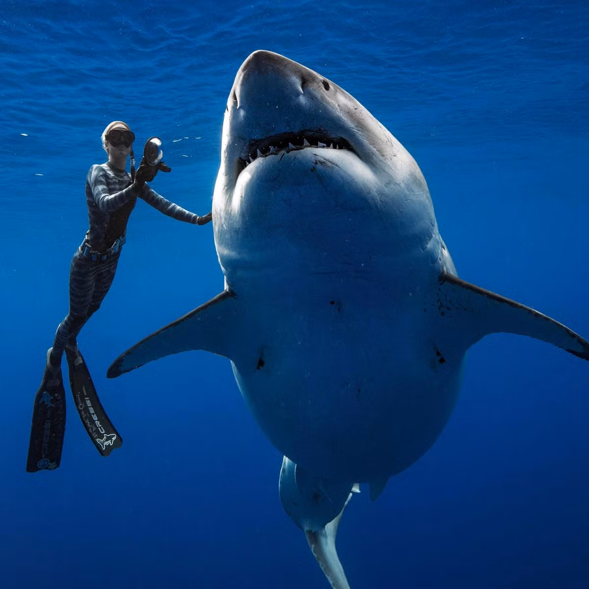 Cá mập trắng là một trong số ít cá mập được biết đến với hành động thường xuyên ngẩng đầu lên trên mặt biển để nhìn vào các vật khác như con mồi. Hành vi này cũng được phát hiện ở nhóm cá mập vây đen, có thể chúng học được từ sự tương tác với con người.