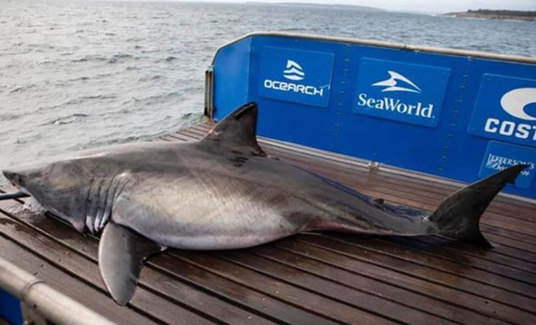 Đến cuối tháng 12/2019, chip định vị cho thấy con cá mập dài 3,76 m này đã đi hơn 2.300 km dọc bờ biển phía đông nước Mỹ để đến Key Biscayne, gần Miami.