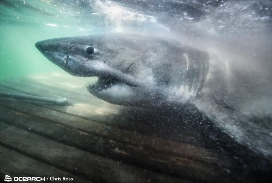 Cá mập ''nữ hoàng đại dương'' Nukumi là cá thể lớn nhất trong số tám con cá mập trắng mà các nhà nghiên cứu đã lấy mẫu trong chuyến thám hiểm đã kéo dài gần một tháng. Nhóm nghiên cứu đang sử dụng dữ liệu để tìm hiểu về các mô hình di cư và khám phá những điều bí ẩn về cuộc sống của loài cá mập.