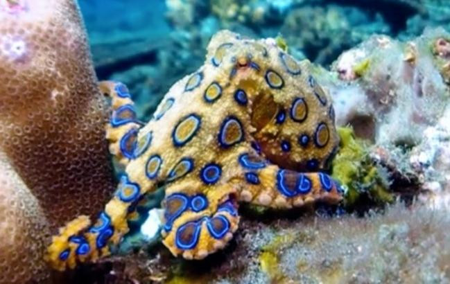 Bạch tuộc đốm xanh chứa chất độc thần kinh gấp 1.200 lần cyanide. Chất độc này gây tê liệt, ngừng thở trong vòng vài phút, nhanh chóng dẫn tới ngừng tim.