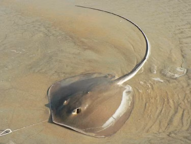 Cho đến nay, trên thế giới ghi nhận hàng chục nghìn ca bị cá đuối tấn công, trong đó có rất nhiều trường hợp tử vong, hoặc nhẹ hơn là bị cắt cụt chân tay (do bị hoại tử) và mất khả năng hoạt động.