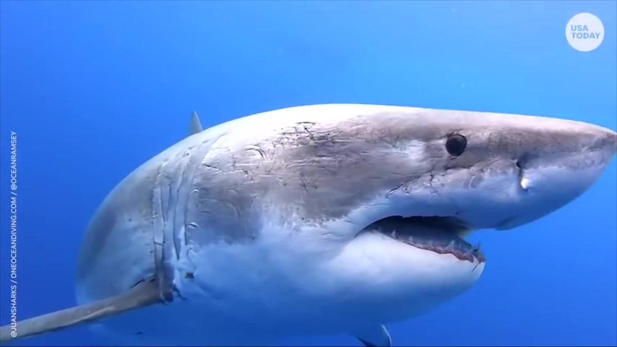 Cá mập trắng lớn sở hữu bộ răng sắc nhọn cùng bộ hàm siêu khỏe, chiều dài lên đến hơn 6 mét làm cho chúng trở thành kẻ săn mồi lớn nhất trong danh sách.