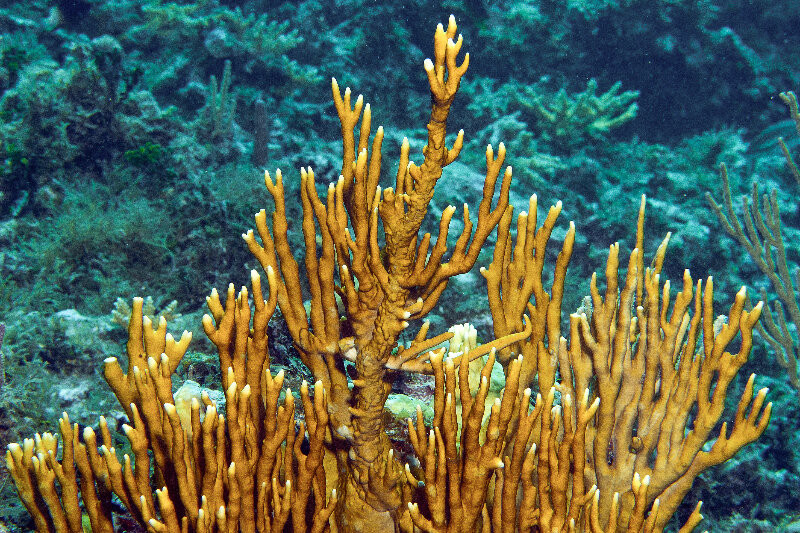 Khi người lặn tiếp xúc với san hô lửa, các tua trên tế bào độc của nó chích vào da thợ lặn giống như cách mà sứa biển đã làm, bằng cách phóng chất độc vào da.