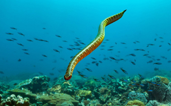 Tưởng chừng là sinh vật biển hiền lành, nhưng rắn biển đáng sợ hơn bạn nghĩ. Lượng nọc độc có trong một lần cắn của các loài rắn biển đủ để giết chết nhiều người trong vài giờ.