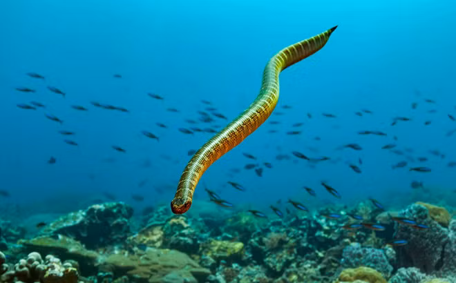 Tưởng chừng là sinh vật biển hiền lành, nhưng rắn biển đáng sợ hơn bạn nghĩ. Lượng nọc độc có trong một lần cắn của các loài rắn biển đủ để giết chết nhiều người trong vài giờ.