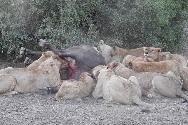 Những con sư tử nhỏ cũng lao vào xâu xé miếng mồi ác liệt chẳng kém con trưởng thành xung quanh.