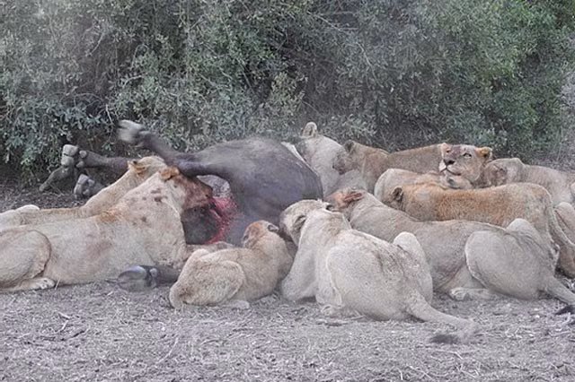 Những con sư tử nhỏ cũng lao vào xâu xé miếng mồi ác liệt chẳng kém con trưởng thành xung quanh.