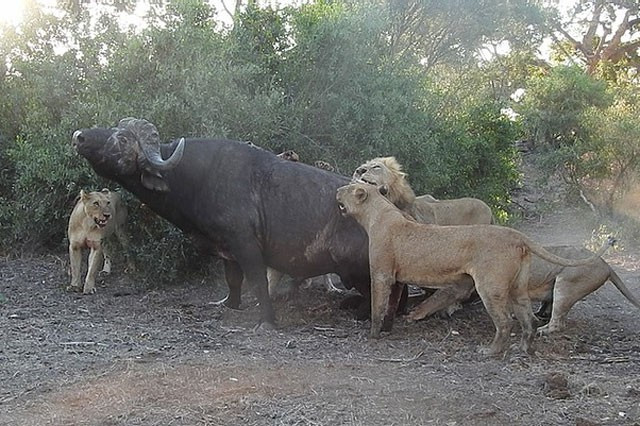 Với số lượng đông đảo và kế hoạch phục kích, bao vây, đàn sư tử nhanh chóng hạ gục được con mồi. Còn con trâu rừng dù to lớn nhưng cũng phải khuất phục trước bầy sư tử khát máu.