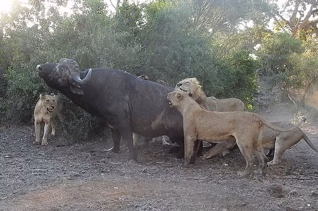 Với số lượng đông đảo và kế hoạch phục kích, bao vây, đàn sư tử nhanh chóng hạ gục được con mồi. Còn con trâu rừng dù to lớn nhưng cũng phải khuất phục trước bầy sư tử khát máu.