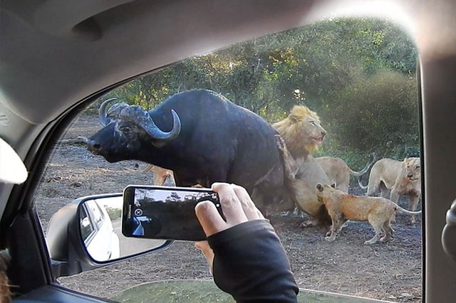 Trâu rừng bị đàn sư tử giết hại dã man. Đại gia đình sư tử thản nhiên xẻ thịt trâu rừng mà không mảy may để ý đến sự hiện diện của nhóm du khách ngay gần đó.