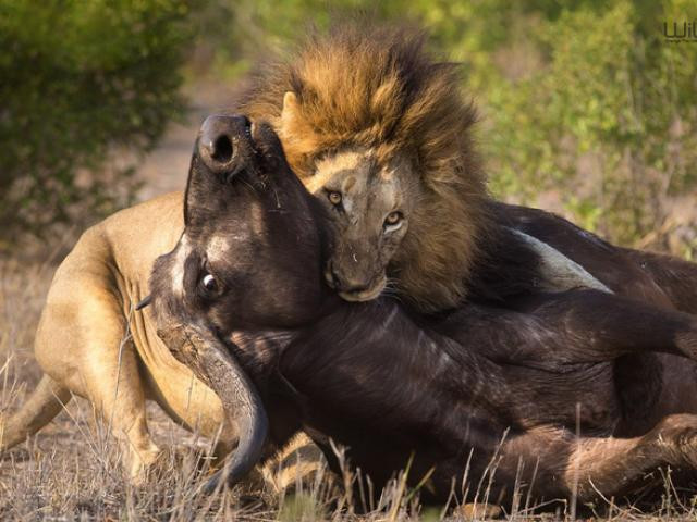 Nằm trong số 5 loài thú săn lớn ở Châu Phi ngoài sư tử, báo hoa mai, tê giác và voi, trâu rừng Châu Phi hoàn toàn đủ khả năng tự vệ với vũ khí nguy hiểm kèm theo tính tình hung hăng khó đoán.