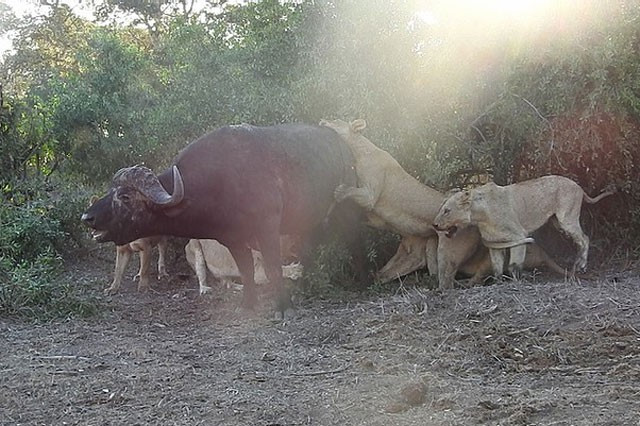 Thay vào đó, chúng tập trung toàn bộ tinh thần vào việc giết chết con trâu.