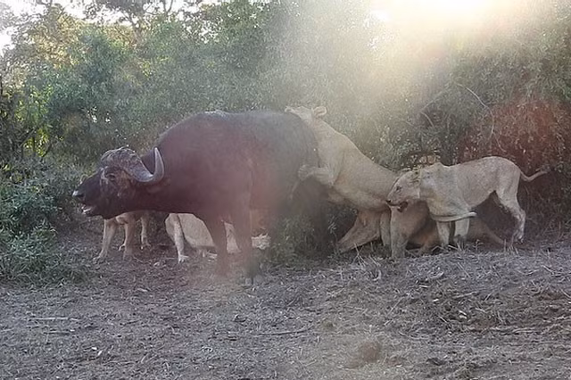Thay vào đó, chúng tập trung toàn bộ tinh thần vào việc giết chết con trâu.