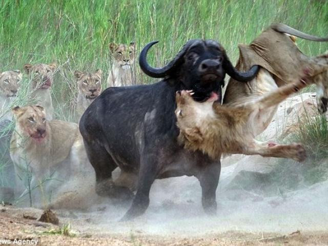 Nó sẵn sàng lâm trận húc chết bất cứ đối thủ nào cản bước.