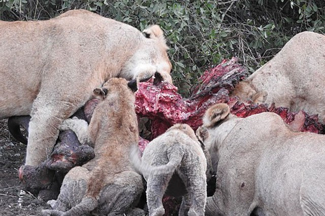 Chẳng mấy chốc, con trâu khổng lồ ban đầu giờ chỉ còn lại bộ xương.