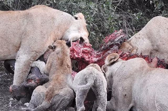 Chẳng mấy chốc, con trâu khổng lồ ban đầu giờ chỉ còn lại bộ xương.