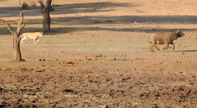 Trong chuyến tham quan khu vực H1-3 thuộc Vườn quốc gia Kruger ở Nam Phi, anh Ahmed Ismail đã được chứng kiến và ghi lại cuộc săn trâu rừng đẫm máu của bầy sư tử.