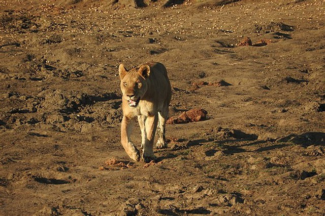 Gần đây, việc các du khách thường xuyên ghé tham quan các Khu bảo tồn thiên nhiên hoang dã đã khiến nhiều loài động vật dường như quá quen với sự hiện diện của con người. Bởi vậy việc chúng thản nhiên đi ngang qua, thậm chí là xẻ thịt con mồi trước mặt người không còn là cảnh tượng kỳ lạ.