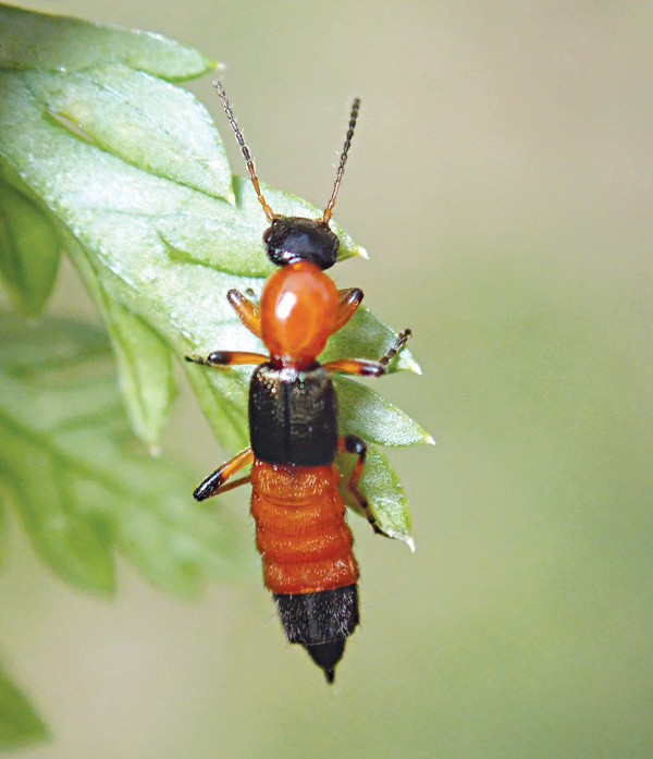 Kiến ba khoang không những không có tội mà lại còn có công, là người bạn đích thực của nhà nông. Dân gian gọi nó là kiến gạo, kiến kim, kiến lác hay kiến hoang…
