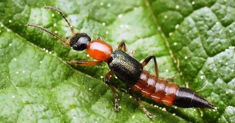 Tên gọi là kiến ba khoang nhưng đây lại không phải một loài kiến, chúng có tên khoa học là Paederus fuscipes, thuộc Họ Staphilinidae (cánh cụt), bộ Cánh cứng. Với thân mình thon, dài như hạt thóc (dài 1-1,2 cm, ngang 2-3 mm), hai màu đỏ đồng và đen đan xen giống kiến nên chúng được gọi là kiến ba khoang.