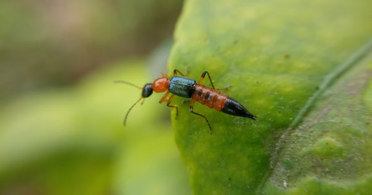 Mỗi khi trên ruộng, trong vườn có sâu cuốn lá hay rầy nâu xuất hiện, kiến ba khoang tìm đến để chui vào từng tổ sâu tổ rầy để ăn, chúng còn ăn cả rầy sáp và ấu trùng các loài côn trùng gây hại khác. Chúng có thể bò trên mặt nước để diệt sâu rầy trên các ruộng lúa.