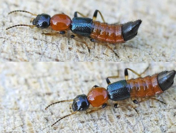 Thực tế, kiến ba khoang không đáng sợ như chúng ta vẫn nghĩ. Con kiến nhỏ bé không biết nói, không thể tự minh oan cho mình nhưng các nhà nghiên cứu môi trường đã đưa ra những giải thích để người dân biết rõ hơn về loài côn trùng này.